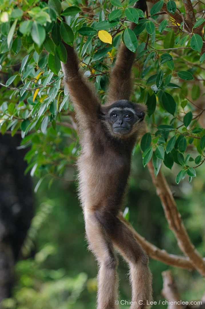 Abbott's Grey Gibbon — Borneo wildlife, book, free download, jungle tour, mammal, Borneo mammal tour