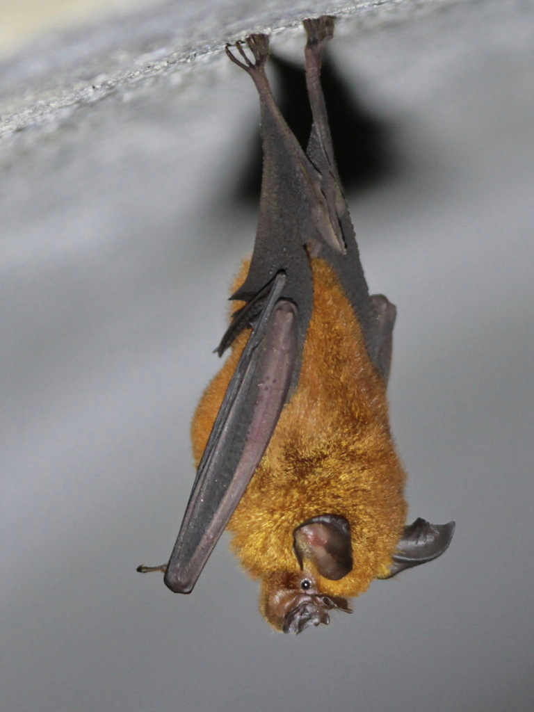 Acuminate Horseshoe Bat — Borneo wildlife, book, free download, jungle tour, mammal, Borneo mammal tour
