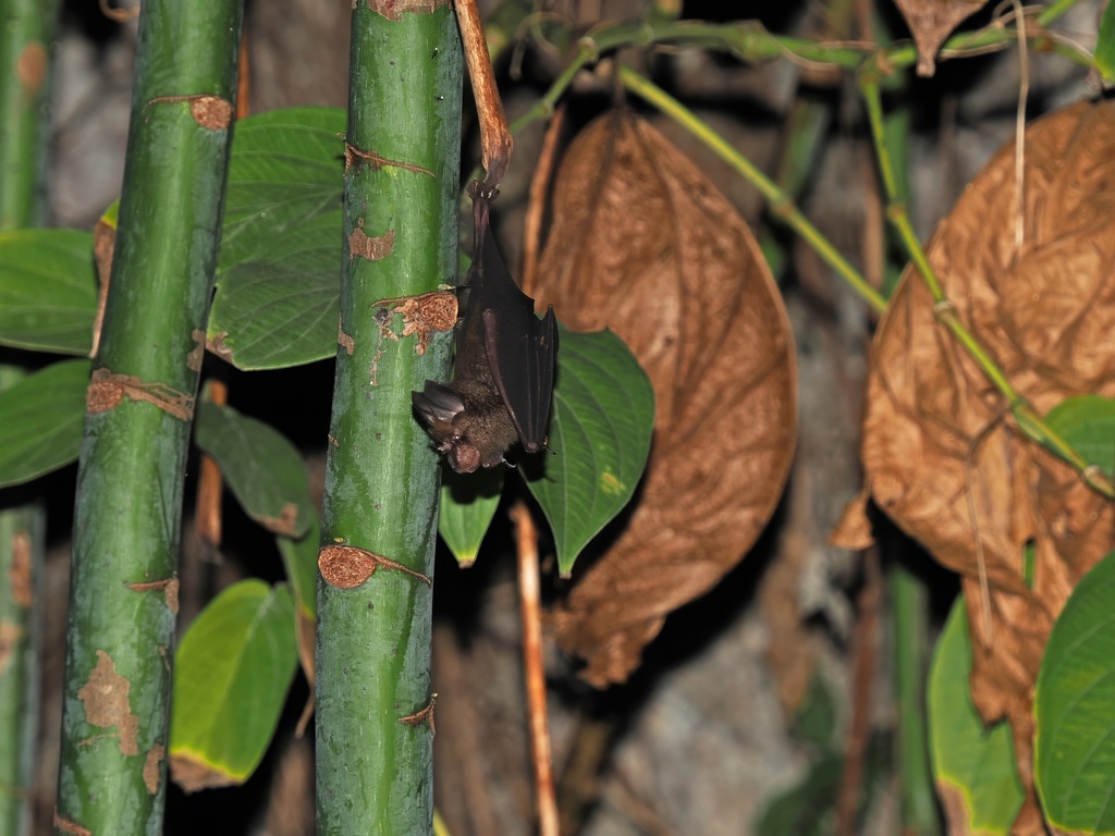 Acuminate Horseshoe Bat — Borneo wildlife, book, free download, jungle tour, mammal, Borneo mammal tour
