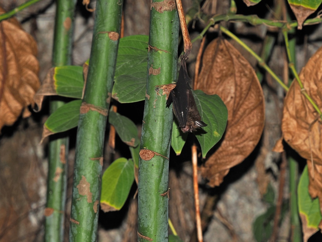 Acuminate Horseshoe Bat — Borneo wildlife, book, free download, jungle tour, mammal, Borneo mammal tour