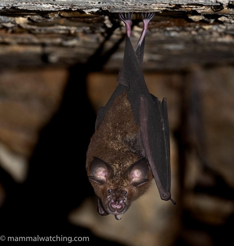 Acuminate Horseshoe Bat — Borneo wildlife, book, free download, jungle tour, mammal, Borneo mammal tour