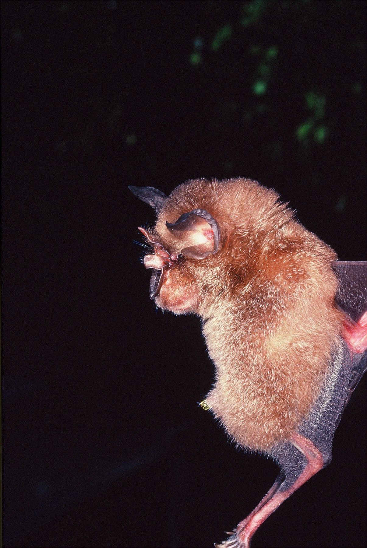 Arcuate Horseshoe Bat — Borneo wildlife, book, free download, jungle tour, mammal, Borneo mammal tour