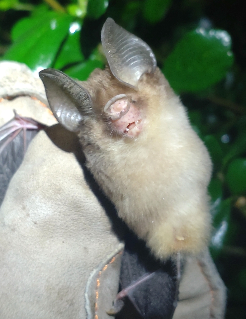 Ashy Roundleaf Bat — Borneo wildlife, book, free download, jungle tour, mammal, Borneo mammal tour