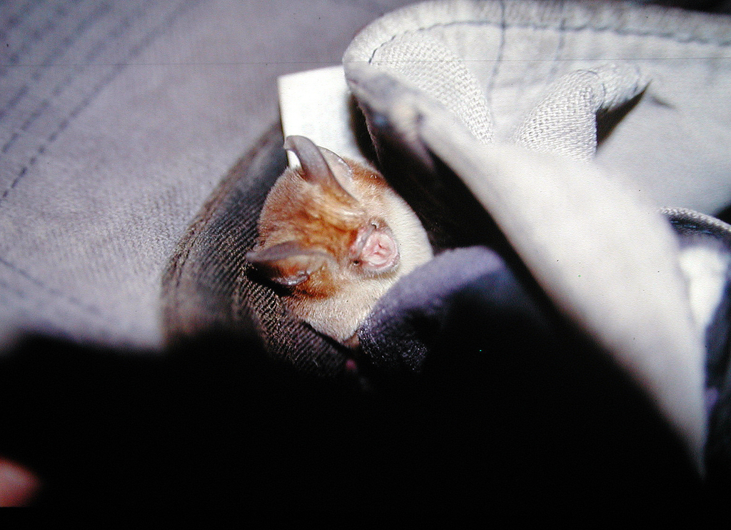 Ashy Roundleaf Bat — Borneo wildlife, book, free download, jungle tour, mammal, Borneo mammal tour