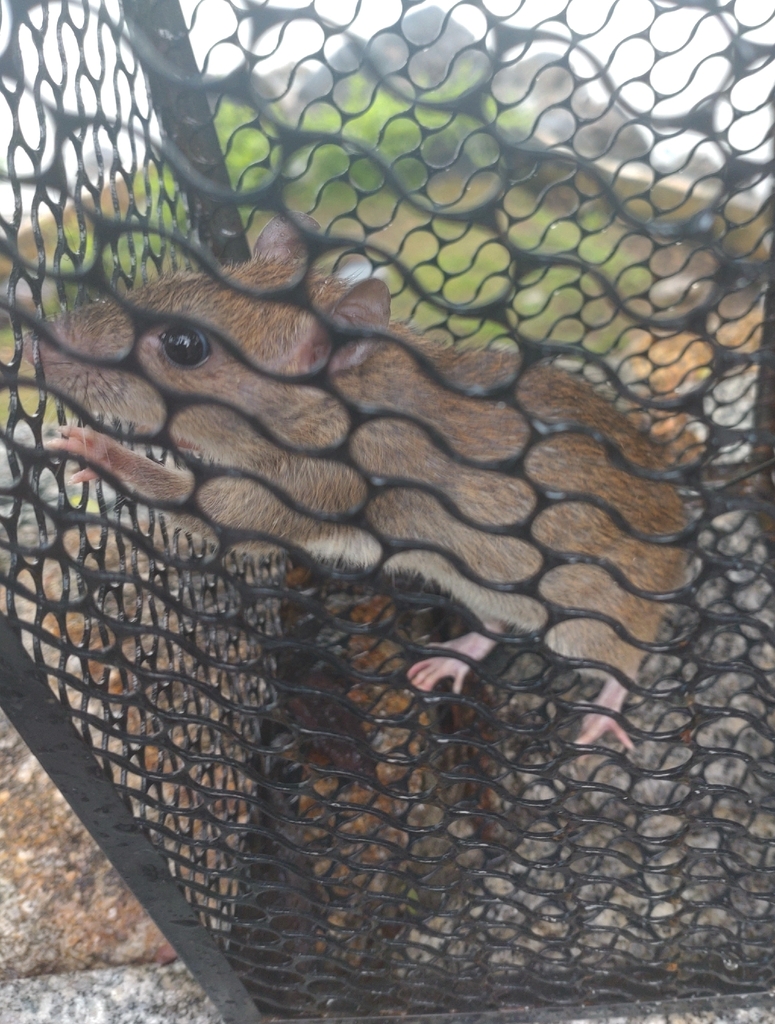 Asian House Rat — Borneo wildlife, book, free download, jungle tour, mammal, Borneo mammal tour