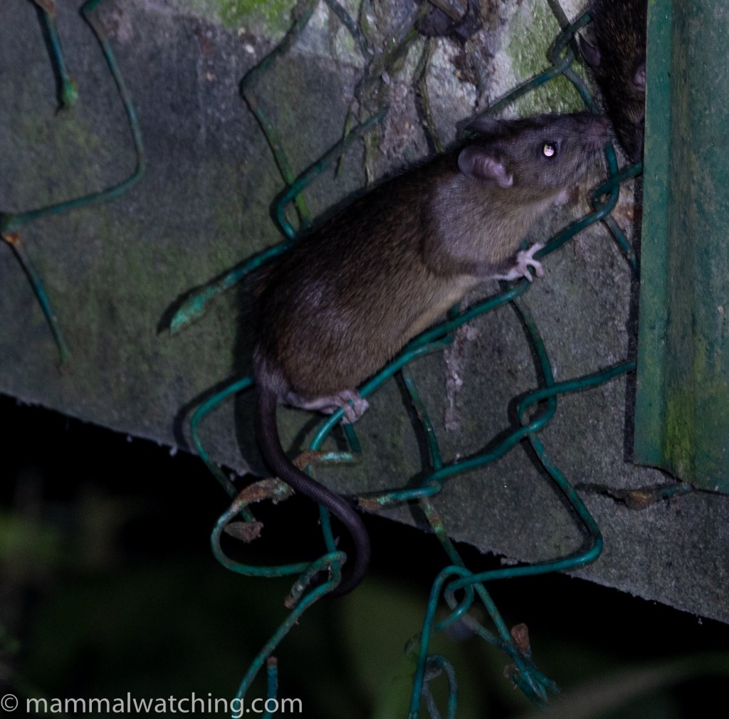 Asian House Rat — Borneo wildlife, book, free download, jungle tour, mammal, Borneo mammal tour