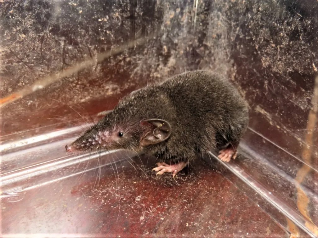 Asian House Shrew — Borneo wildlife, book, free download, jungle tour, mammal, Borneo mammal tour