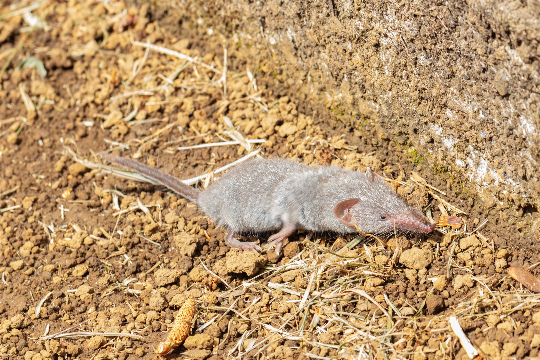 Asian House Shrew — Borneo wildlife, book, free download, jungle tour, mammal, Borneo mammal tour