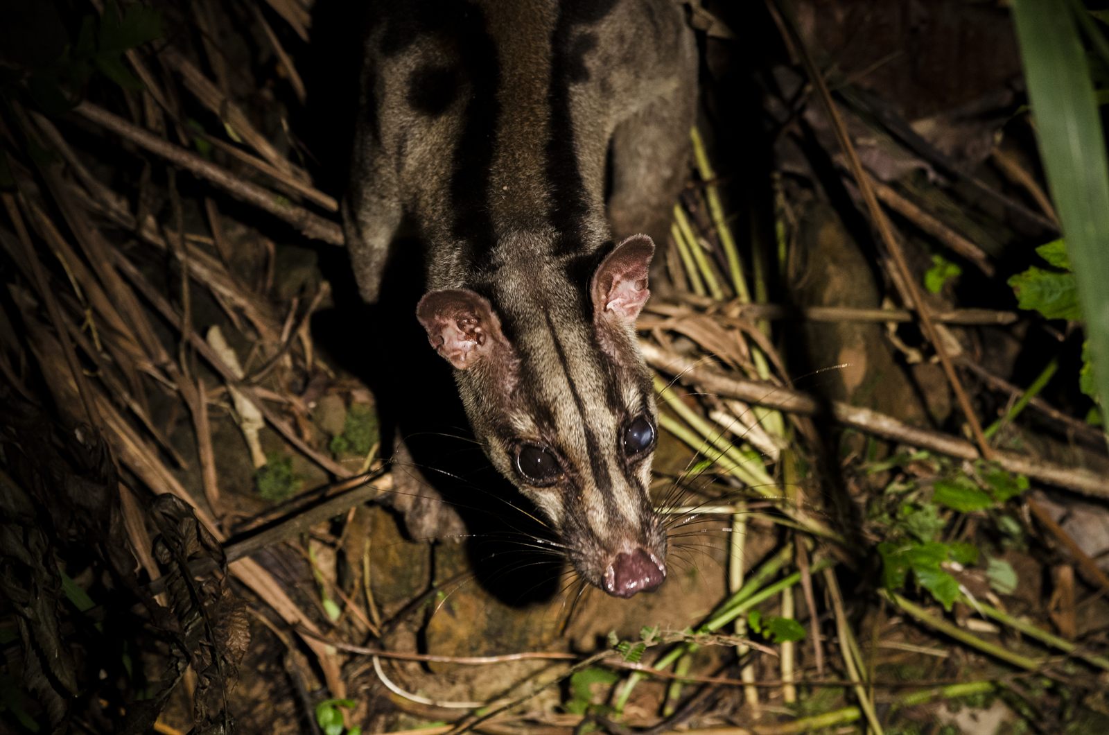 Banded Civet — Borneo wildlife, book, free download, jungle tour, mammal, Borneo mammal tour