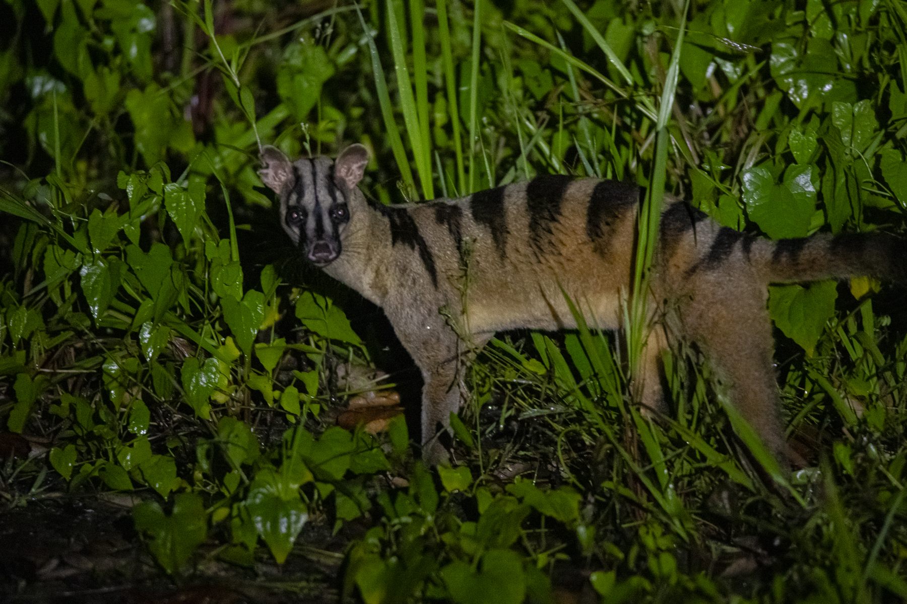 Banded Civet — Borneo wildlife, book, free download, jungle tour, mammal, Borneo mammal tour