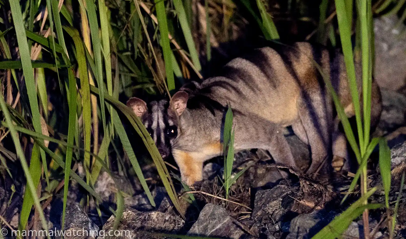 Banded Civet — Borneo wildlife, book, free download, jungle tour, mammal, Borneo mammal tour