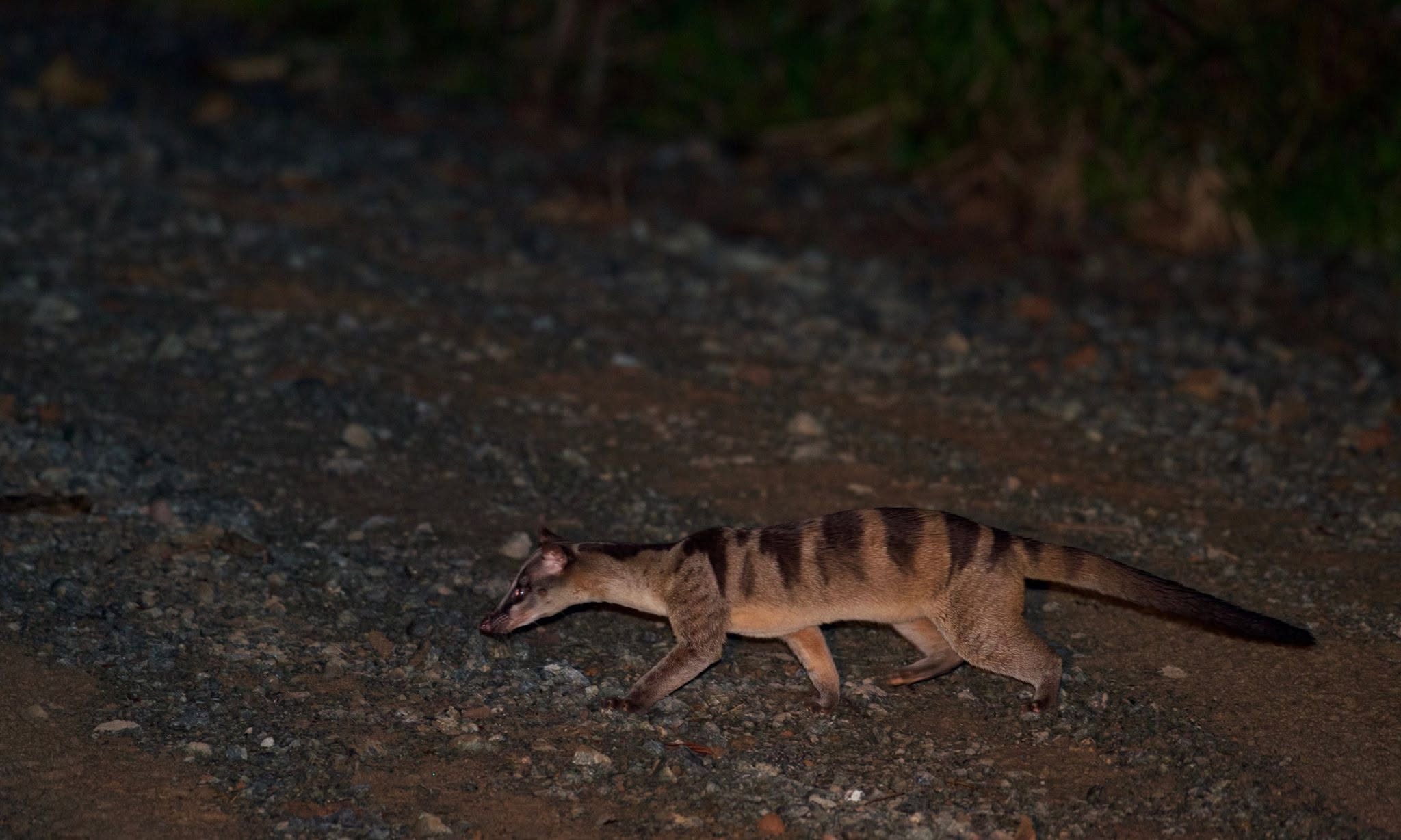 Banded Civet — Borneo wildlife, book, free download, jungle tour, mammal, Borneo mammal tour