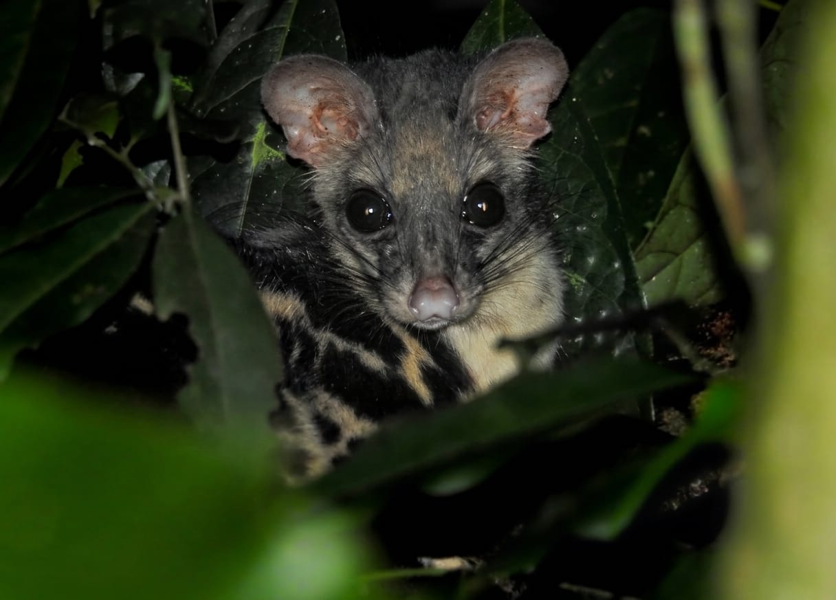 Banded Linsang — Borneo wildlife, book, free download, jungle tour, mammal, Borneo mammal tour