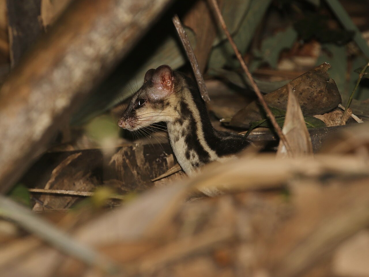 Banded Linsang — Borneo wildlife, book, free download, jungle tour, mammal, Borneo mammal tour