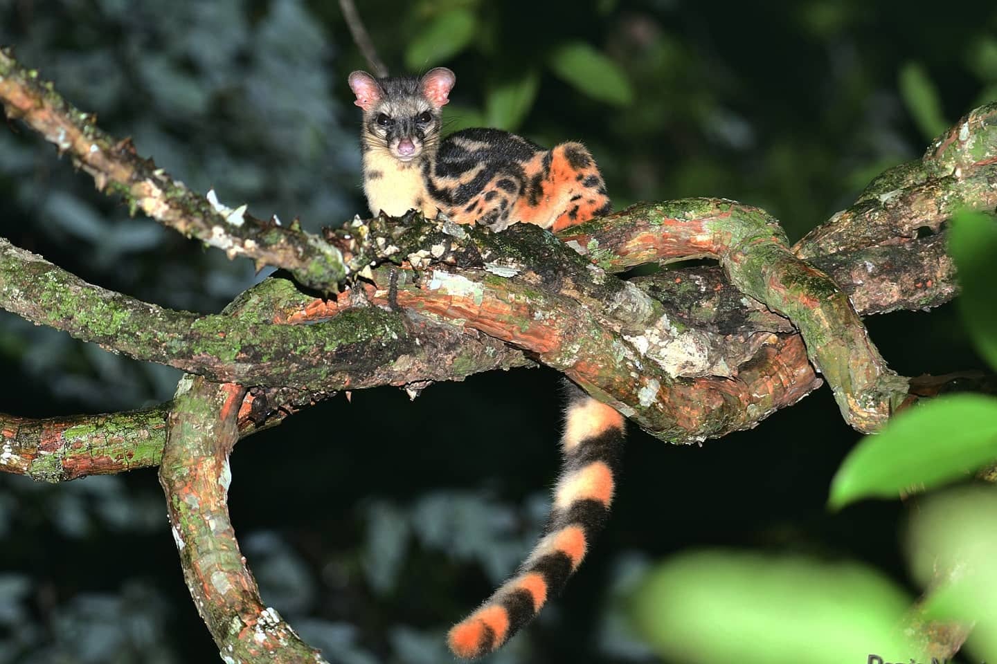 Banded Linsang — Borneo wildlife, book, free download, jungle tour, mammal, Borneo mammal tour