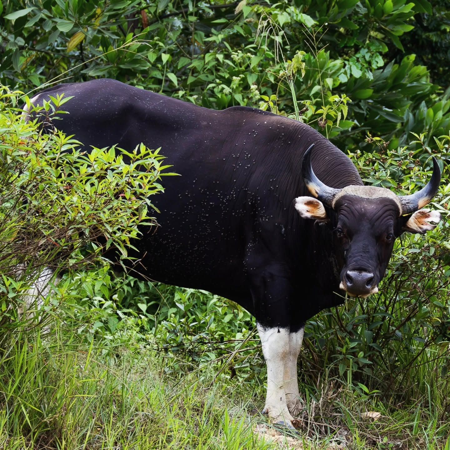 Banteng — Borneo wildlife, book, free download, jungle tour, mammal, Borneo mammal tour
