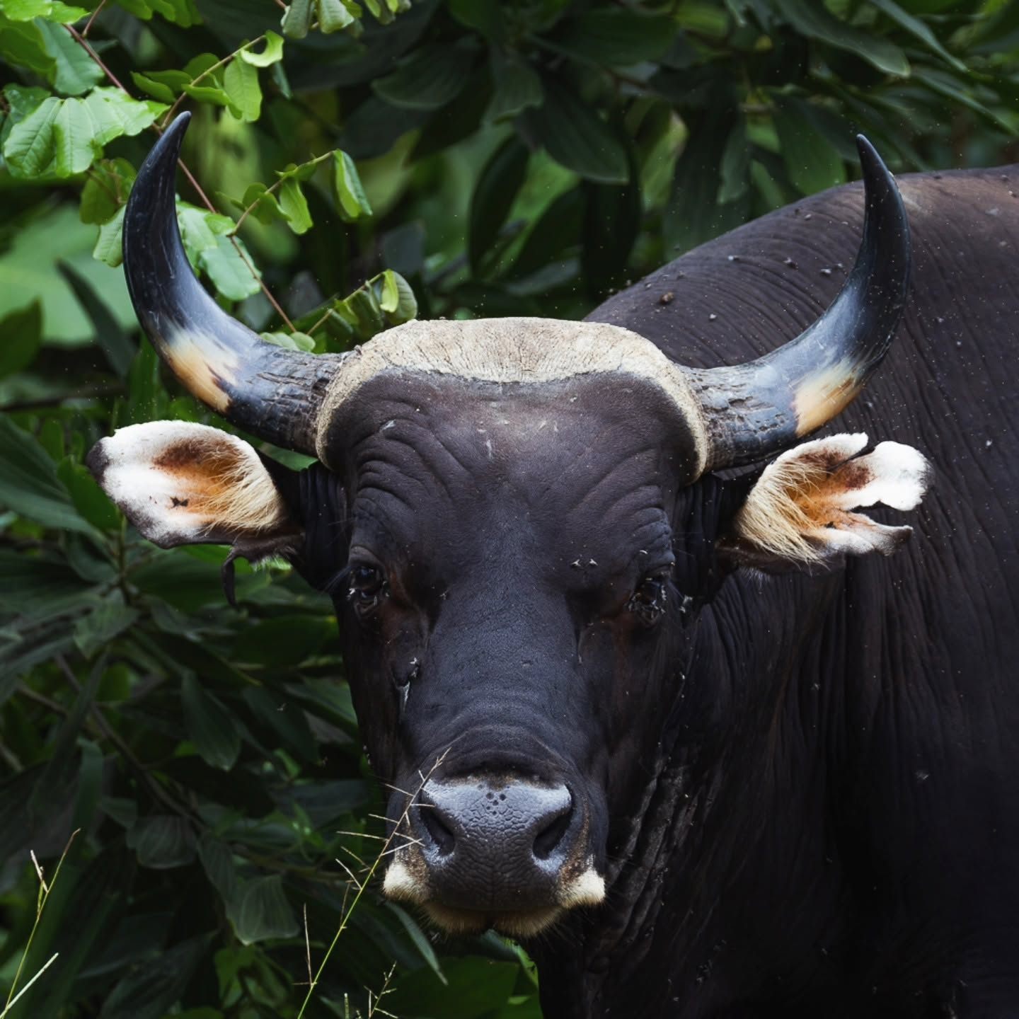 Banteng — Borneo wildlife, book, free download, jungle tour, mammal, Borneo mammal tour