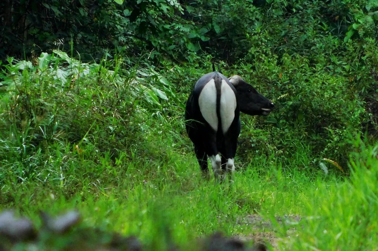 Banteng — Borneo wildlife, book, free download, jungle tour, mammal, Borneo mammal tour