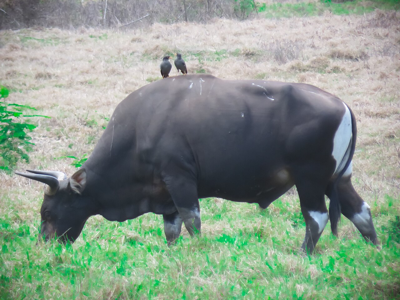 Banteng — Borneo wildlife, book, free download, jungle tour, mammal, Borneo mammal tour