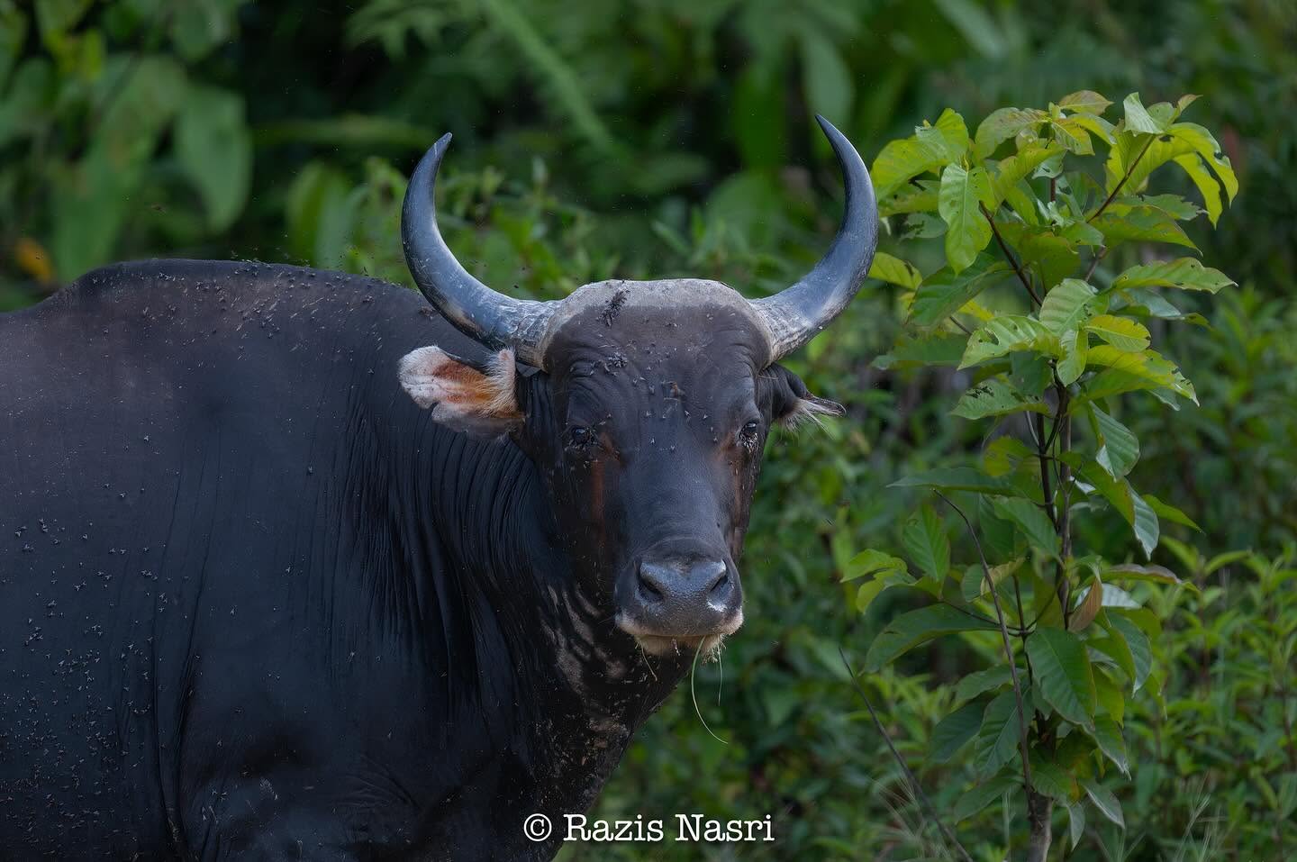 Banteng — Borneo wildlife, book, free download, jungle tour, mammal, Borneo mammal tour