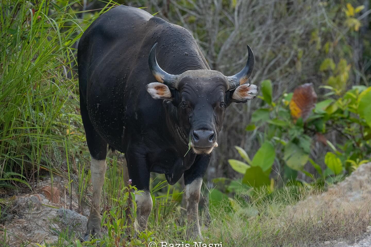 Banteng — Borneo wildlife, book, free download, jungle tour, mammal, Borneo mammal tour