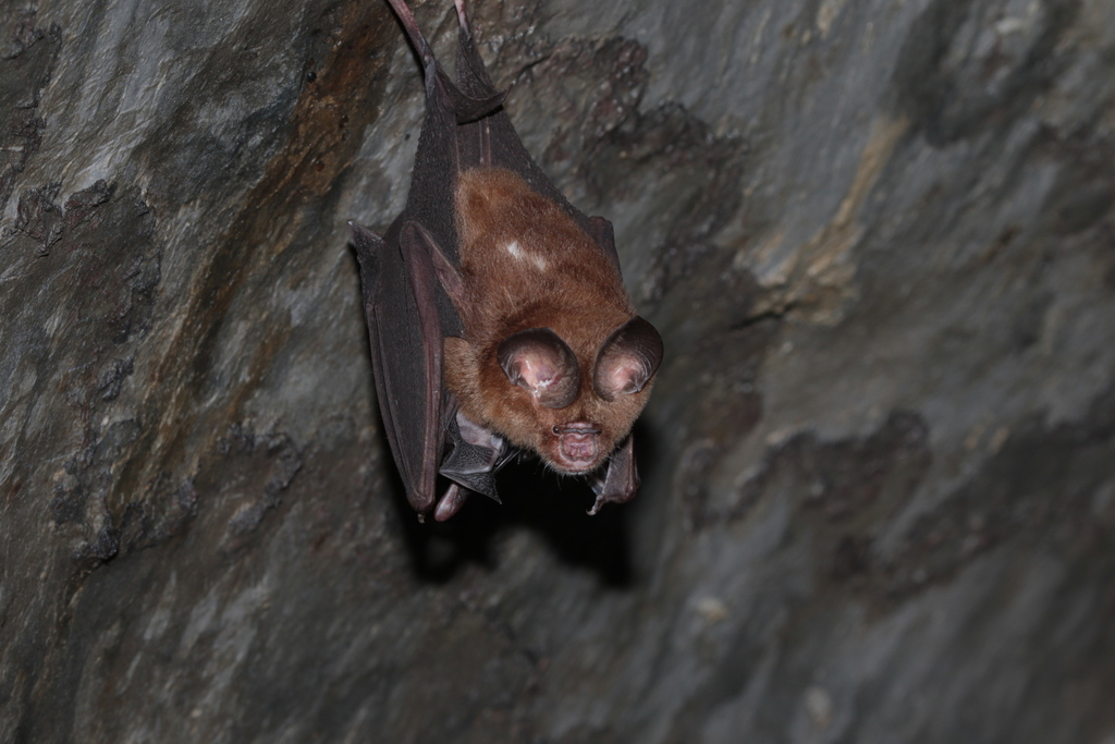 Bicolored Roundleaf Bat — Borneo wildlife, book, free download, jungle tour, mammal, Borneo mammal tour