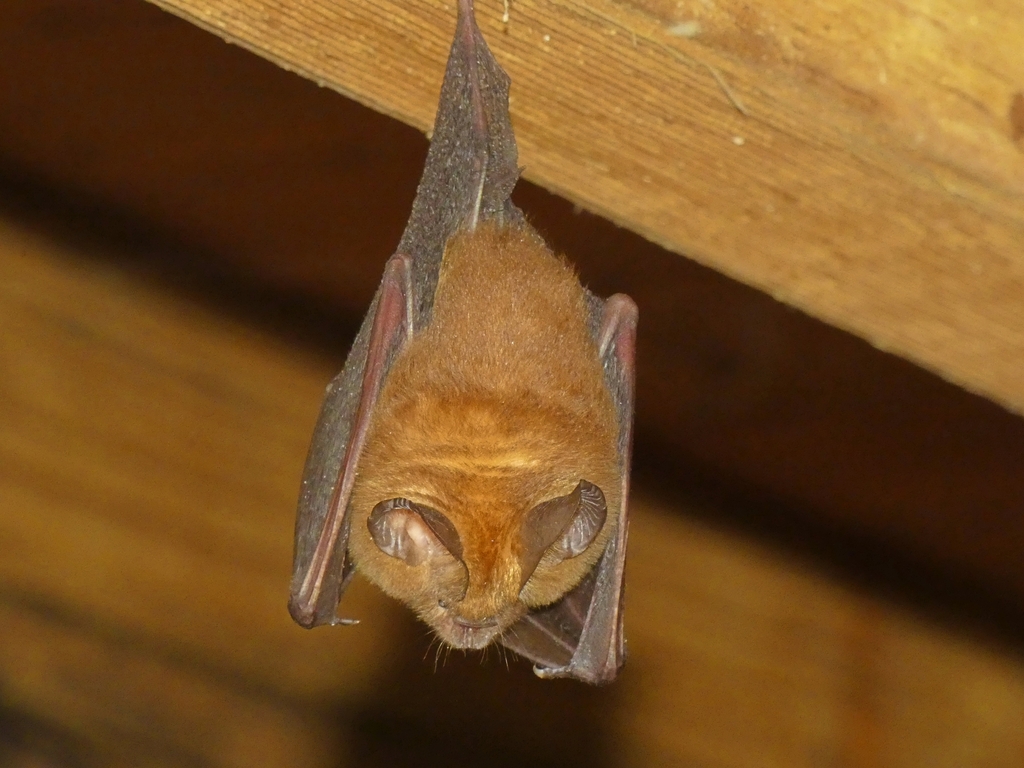 Bicolored Roundleaf Bat — Borneo wildlife, book, free download, jungle tour, mammal, Borneo mammal tour