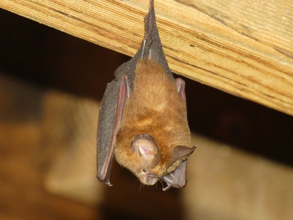 Bicolored Roundleaf Bat — Borneo wildlife, book, free download, jungle tour, mammal, Borneo mammal tour