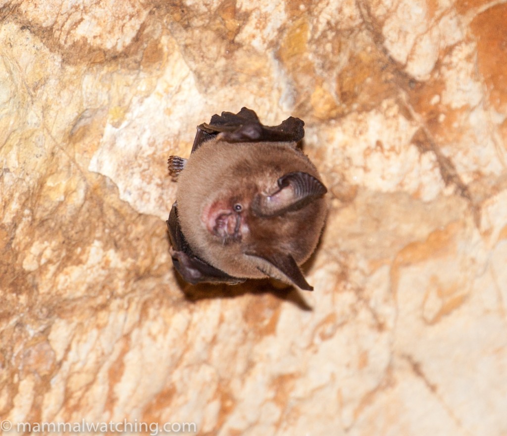 Bicolored Roundleaf Bat — Borneo wildlife, book, free download, jungle tour, mammal, Borneo mammal tour