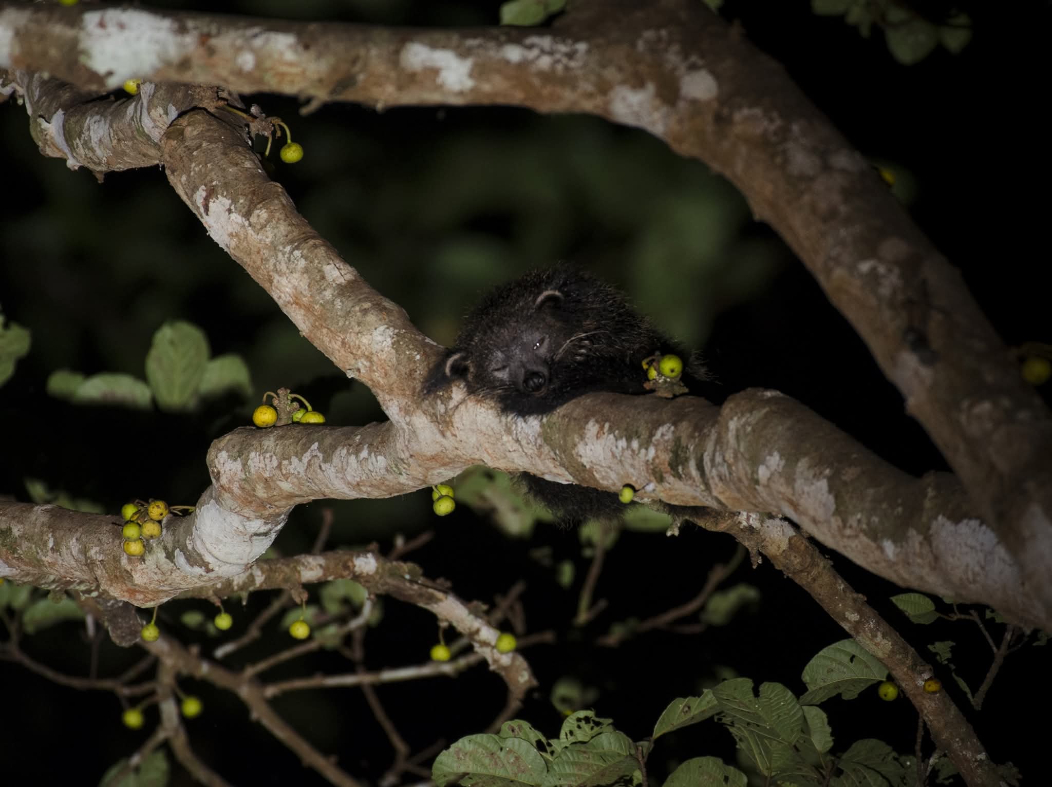 Binturong — Borneo wildlife, book, free download, jungle tour, mammal, Borneo mammal tour