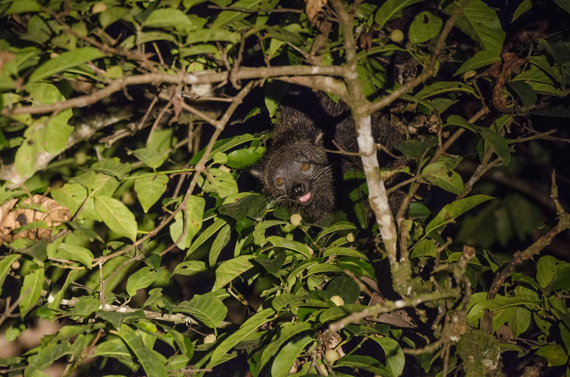 Binturong — Borneo wildlife, book, free download, jungle tour, mammal, Borneo mammal tour