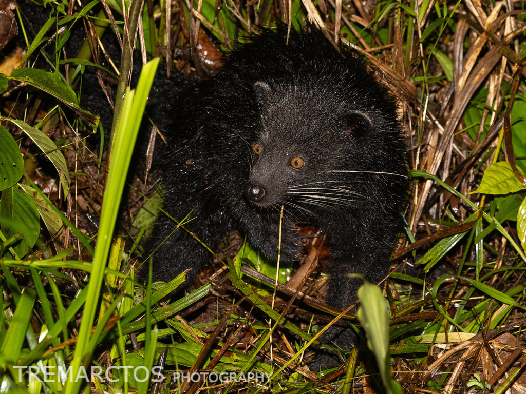 Binturong — Borneo wildlife, book, free download, jungle tour, mammal, Borneo mammal tour