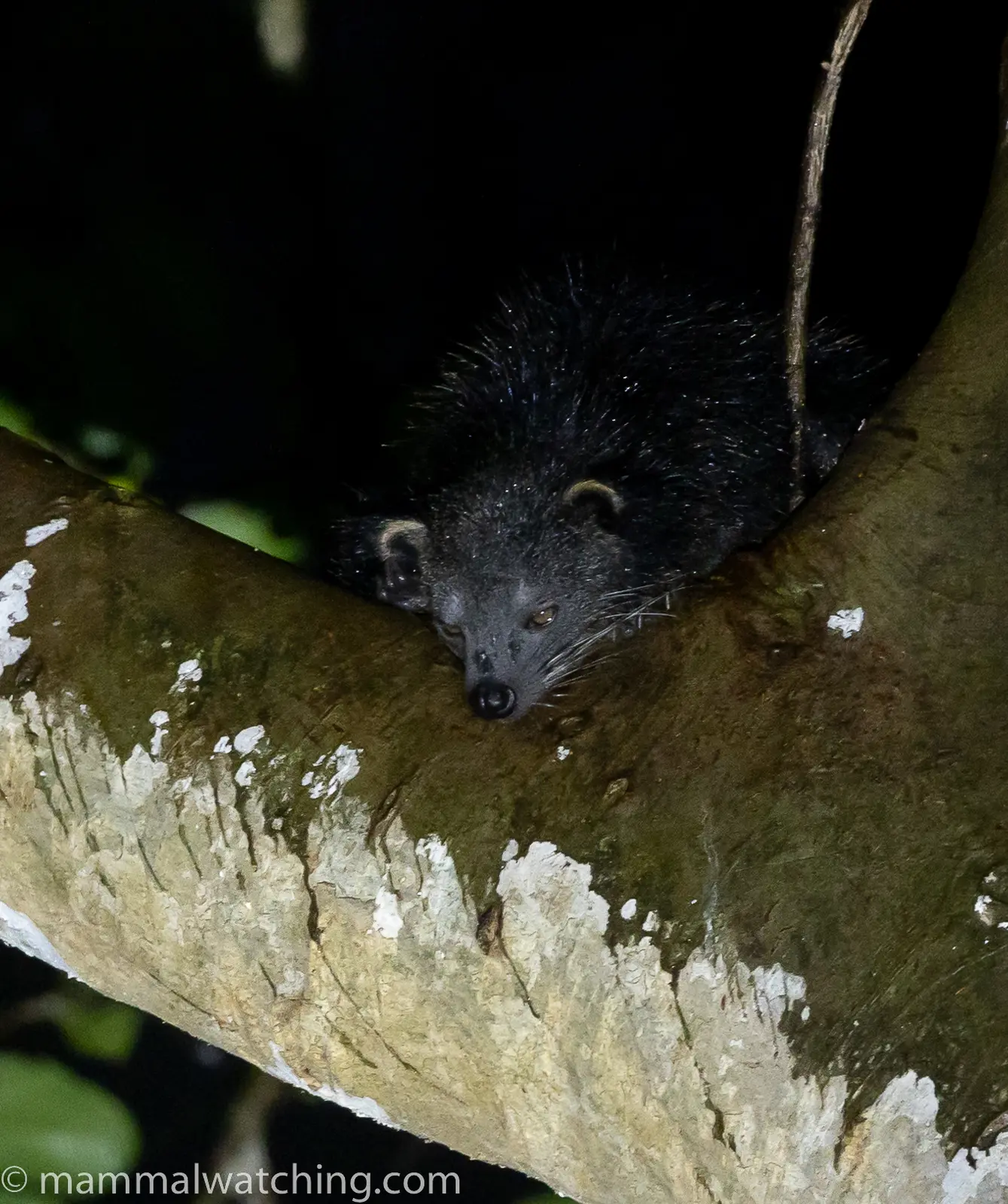 Binturong — Borneo wildlife, book, free download, jungle tour, mammal, Borneo mammal tour