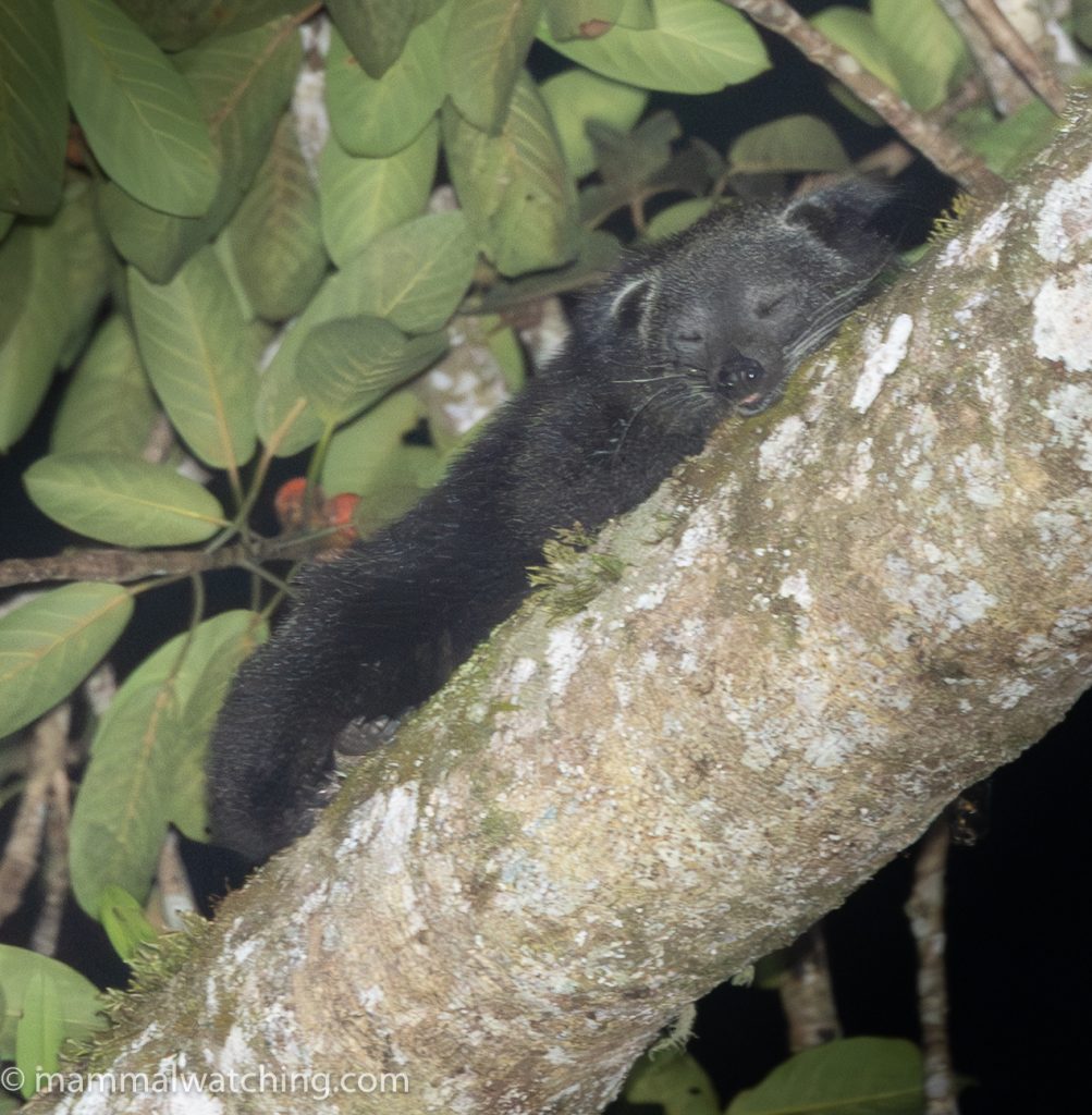 Binturong — Borneo wildlife, book, free download, jungle tour, mammal, Borneo mammal tour