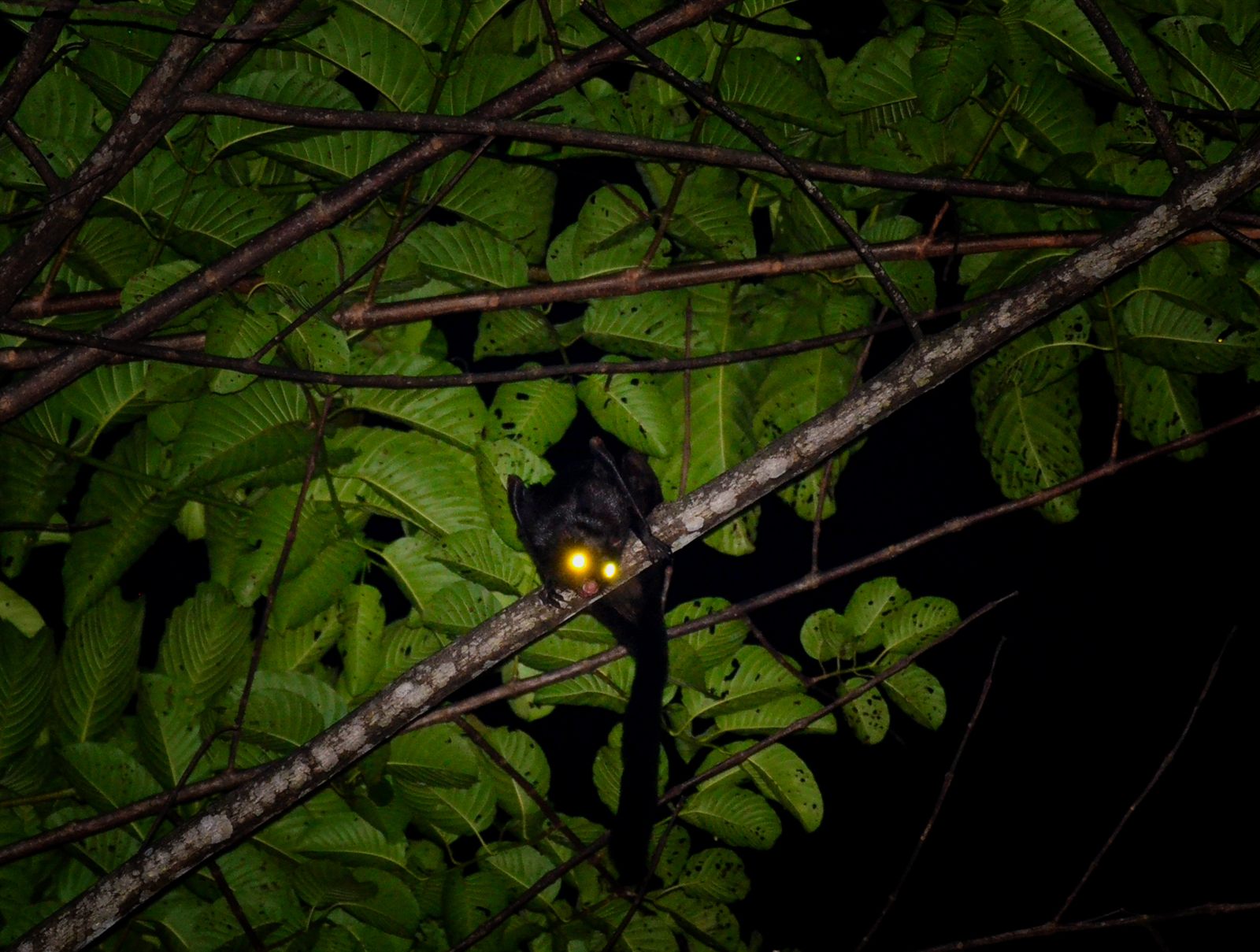 Black Flying Squirrel — Borneo wildlife, book, free download, jungle tour, mammal, Borneo mammal tour