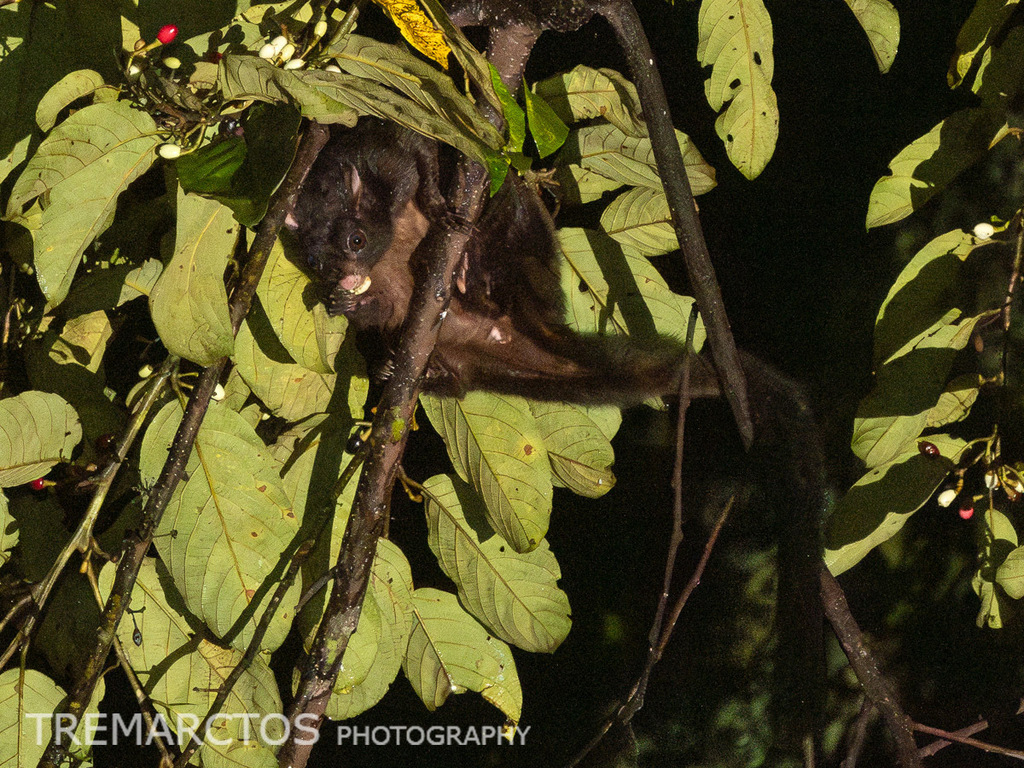Black Flying Squirrel — Borneo wildlife, book, free download, jungle tour, mammal, Borneo mammal tour
