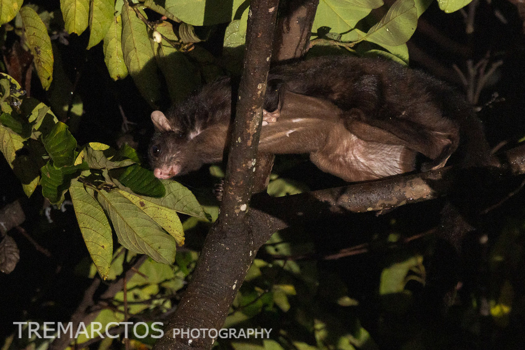 Black Flying Squirrel — Borneo wildlife, book, free download, jungle tour, mammal, Borneo mammal tour