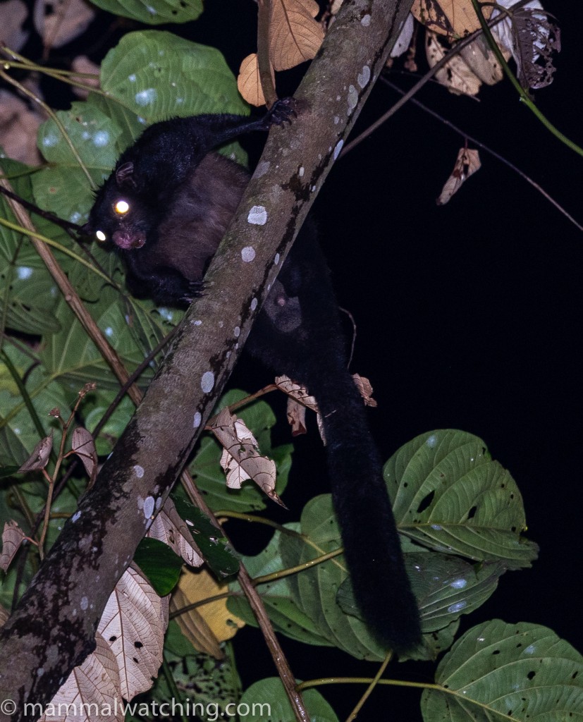 Black Flying Squirrel — Borneo wildlife, book, free download, jungle tour, mammal, Borneo mammal tour