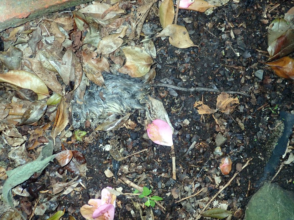 Black Rat — Borneo wildlife, book, free download, jungle tour, mammal, Borneo mammal tour