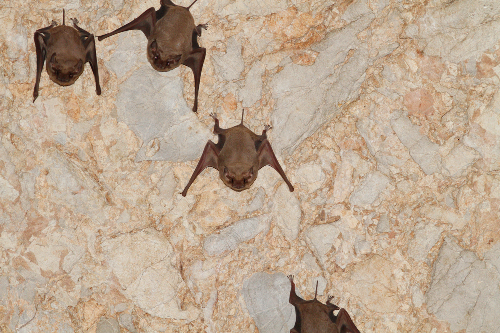 Black-bearded Tomb Bat — Borneo wildlife, book, free download, jungle tour, mammal, Borneo mammal tour