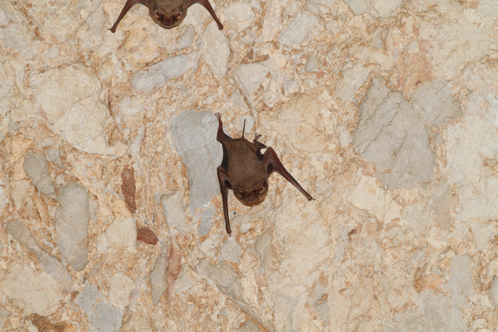 Black-bearded Tomb Bat — Borneo wildlife, book, free download, jungle tour, mammal, Borneo mammal tour