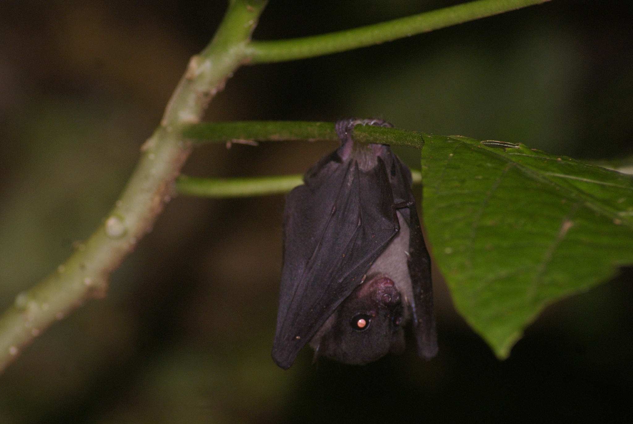 Black-capped Fruit Bat — Borneo wildlife, book, free download, jungle tour, mammal, Borneo mammal tour