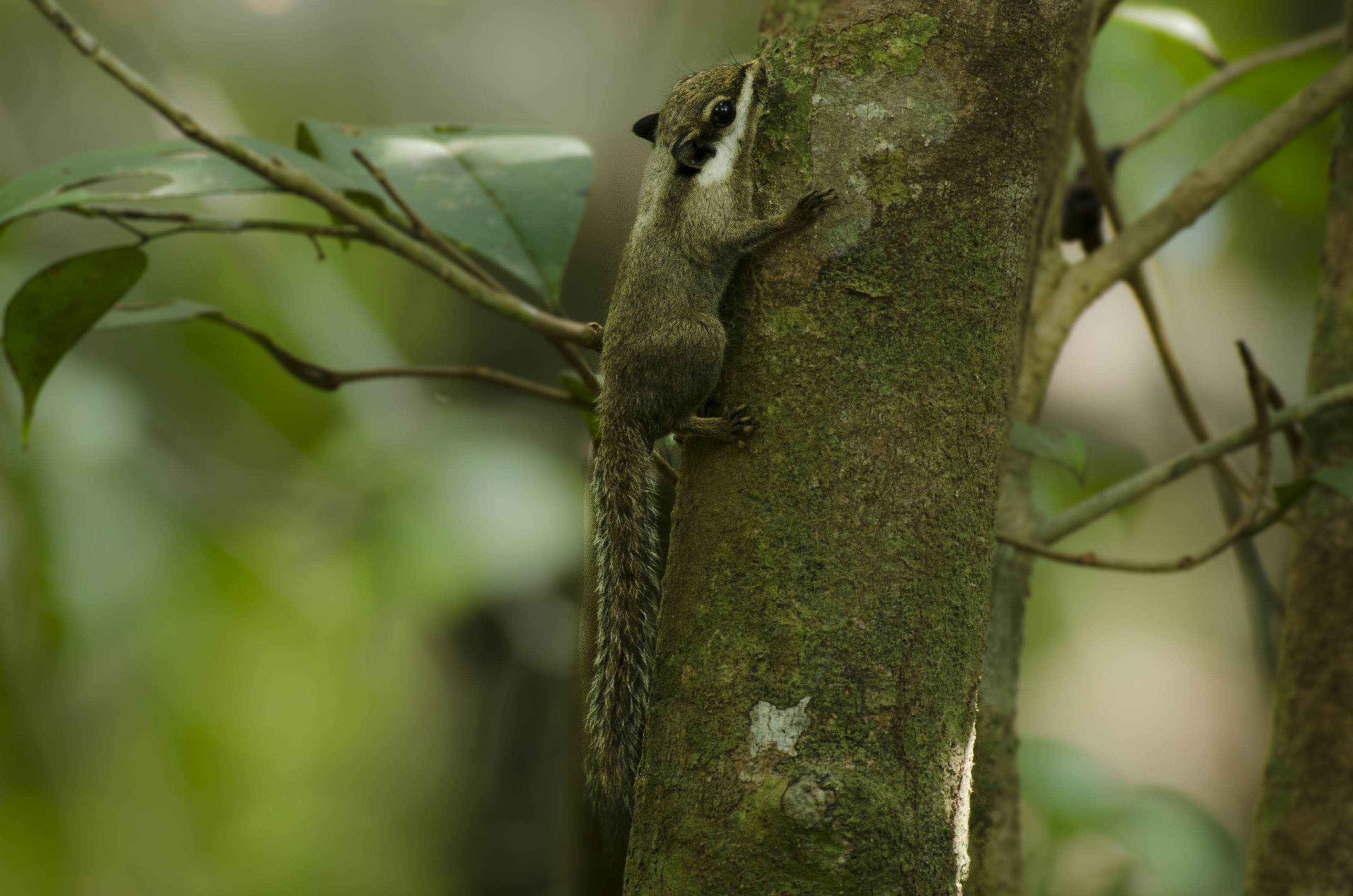 Black-eared Pygmy Squirrel — Borneo wildlife, book, free download, jungle tour, mammal, Borneo mammal tour