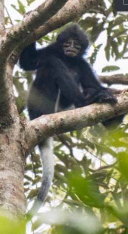 Sarawak Langur, black morph, in a tree at Tanjung Datu National Park