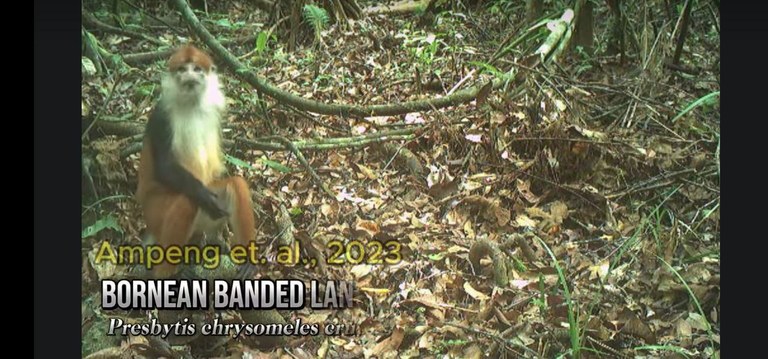 Sarawak Langur, red morph, on a camera trap