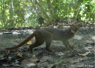 Bay Cat photographed by camera trap in rainforest