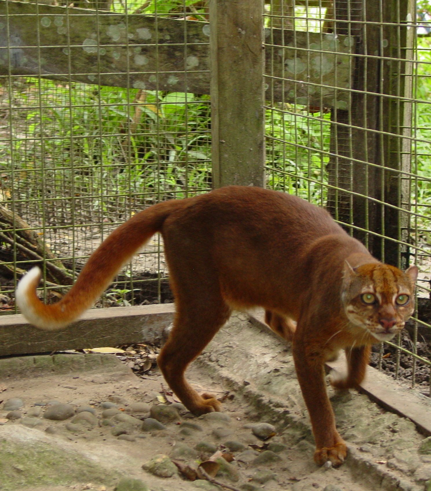 Bornean Bay Cat — Borneo wildlife, book, free download, jungle tour, mammal, Borneo mammal tour