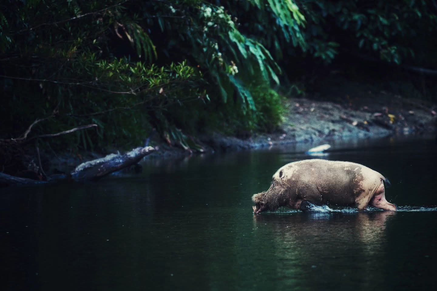 Bornean Bearded Pig — Borneo wildlife, book, free download, jungle tour, mammal, Borneo mammal tour