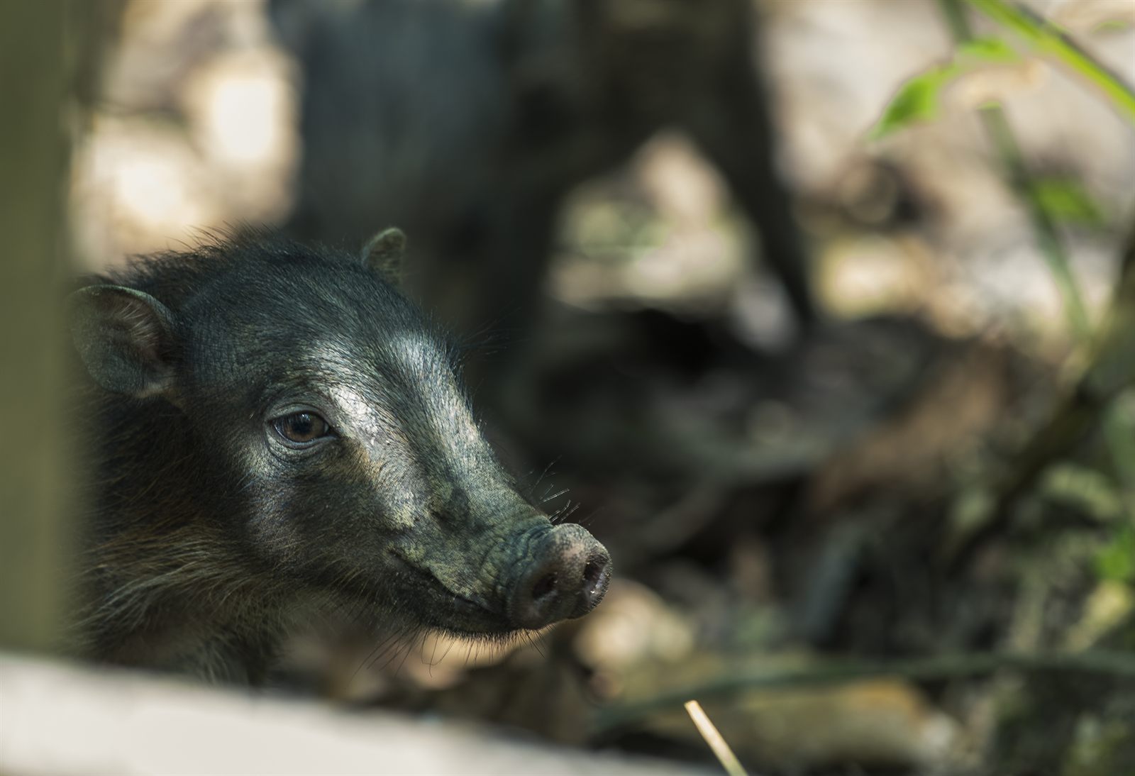 Bornean Bearded Pig — Borneo wildlife, book, free download, jungle tour, mammal, Borneo mammal tour