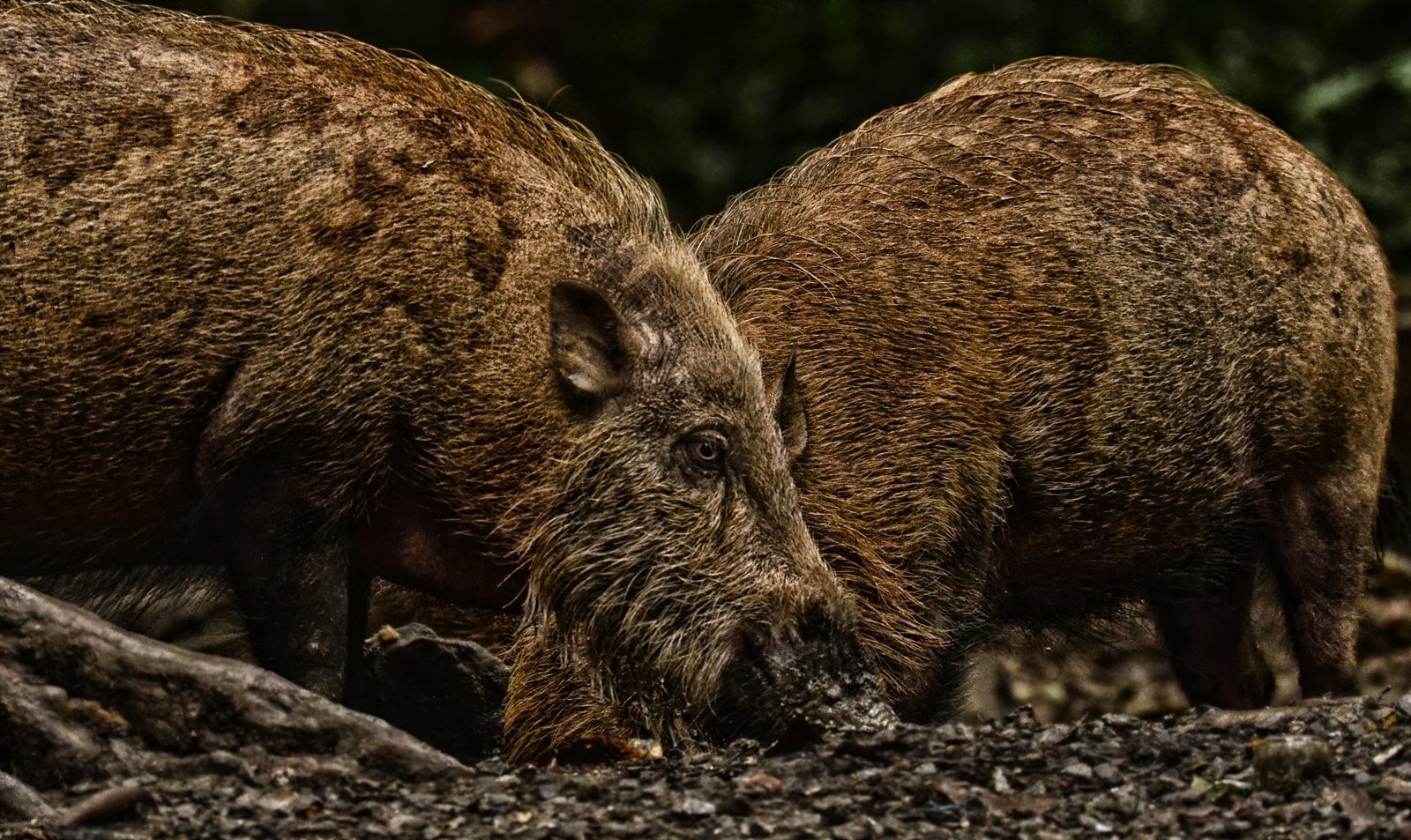 Bornean Bearded Pig — Borneo wildlife, book, free download, jungle tour, mammal, Borneo mammal tour